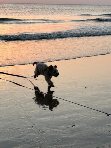 Hundetrainingszubehör TrainerErprobt Hundetrainingszubehör